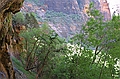 View from underneath weeping rock, Zion National Park.  Water is 1000 years old.