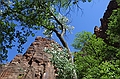 Zion National Park