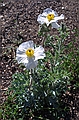 Prickly poppy - Zion National Park