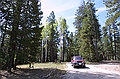 Ponderosa pine and aspens in Kaibab National Forest, Arizona, on the road to the Grand Canyon