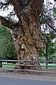 Old tree in Capitol Reef