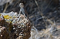 A lizard at cheesy Escalante Petrified Forest State Park, Utah - not THE petrified forest