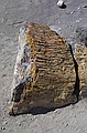 Petrified wood at Escalante Petrified Forest State Park, Utah