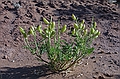 Locoweed in Kodachrome Basin State Park, Utah