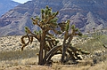 Teddybear Cholla in Arizona